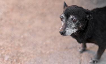 Признаки скорого ухода у собаки: ветеринары советуют следить за дыханием и температурой тела