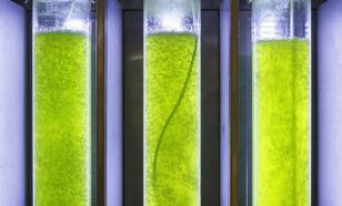 Перспективная методика инъекций водорослей актуальна для пожилых людей и космонавтов