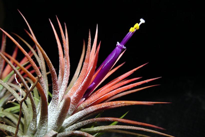 тилландсия