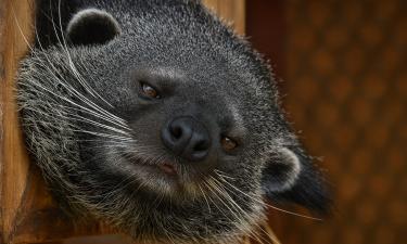 В тропических лесах Азии сокращается численность бинтуронгов