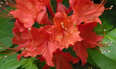 Азалии показали различия сортов по форме цветков по данным Mein Schoener Garten