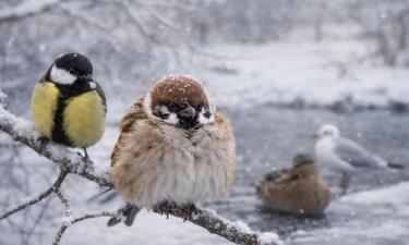 Птицы переживают мороз без пуховика и батарей: механизмы скрытой зимней силы