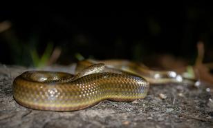 Жительницу Москвы ужалила смертельно опасная гремучая змея — антидота нет