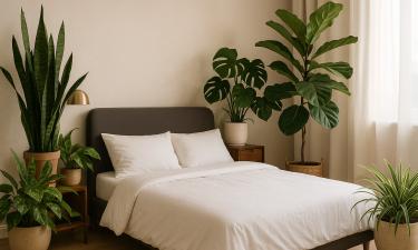 Аэрозольные украшения снижают фотосинтез комнатных растений — ouest-france