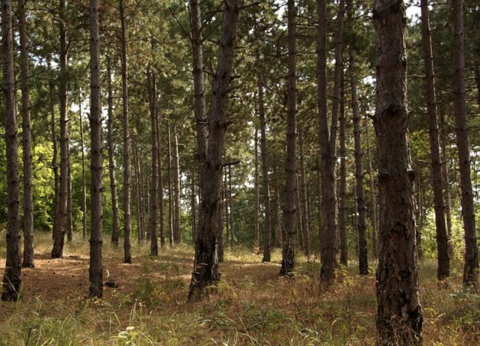 Тело пропавшей 14 октября 65-летней женщины обнаружили в Ленобласти