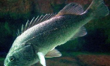 Прожорливый "кореец" угрожает популяции рыб в Чёрном море — Дмитрий Куцын