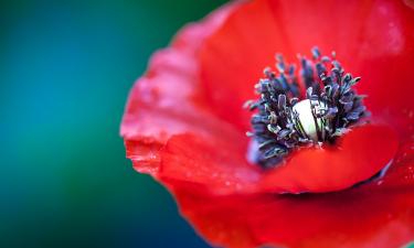 Маки распространились самосевом на открытых территориях