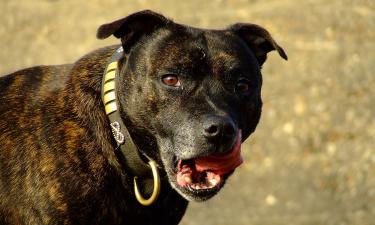 Милый щенок на фото оказался приманкой: аферистка из Хабаровска продавала людям пустое ожидание