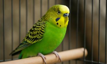 Поведение домашних птиц в Москве меняется из-за стресса — орнитолог Мишин