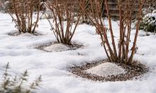 Пока одни спят, знатоки используют хитрость — малина летом превращается в бесконечный конвейер ягод