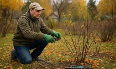 Обрезка деревьев в ноябре: секреты, которые сделают ваш сад здоровым и красивым