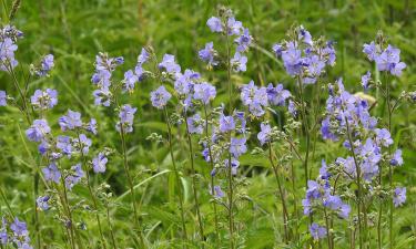 Синюха голубая усилила декоративность при посадке в полу