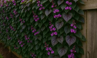 Долихос оплетает забор за 2–3 недели после посева