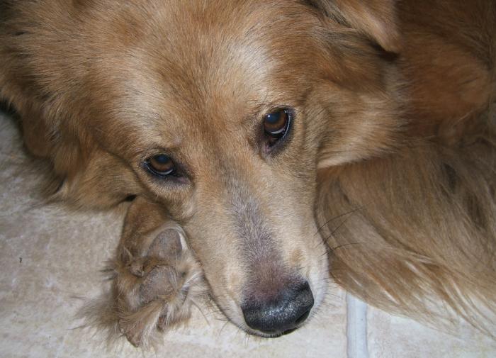 Учёные выяснили, что собаки могут читать эмоции своих хозяев