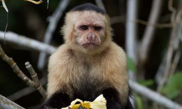 Обезьяны-капуцины начали забирать малышей ревунов: странная мода или опасный ритуал