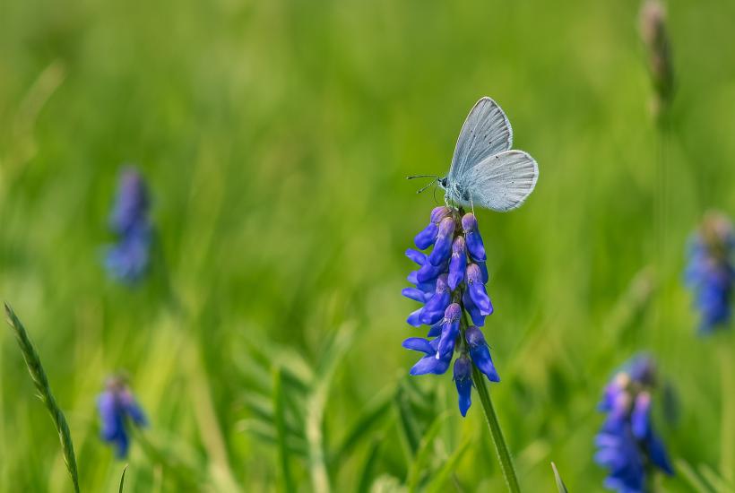 Голубая бабочка на цветке