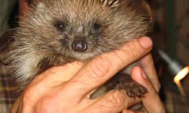 Ежи зимой используют сады и дачные участки как убежище — Ouest-France