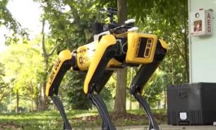 Роботы-псы обеспечат социальное дистанцирование при карантине