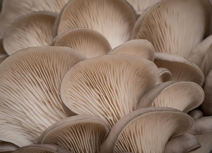 Выращивание вешенок в домашних условиях