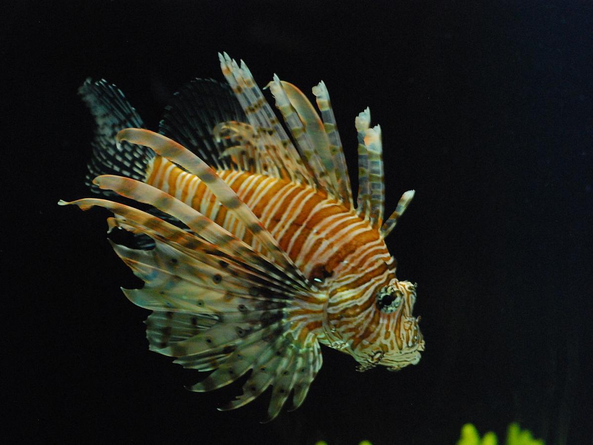 Оранжевый цвет выглядит тёмным на глубине наблюдения биологов