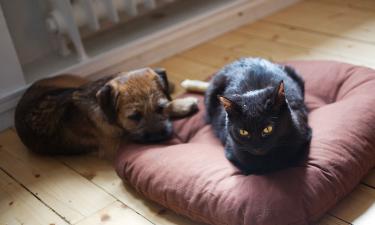 Абсолютная темнота мешает кошкам безопасно передвигаться — эксперты