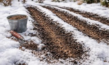 Морковь, укроп и зелень сеют по первому снегу в декабре