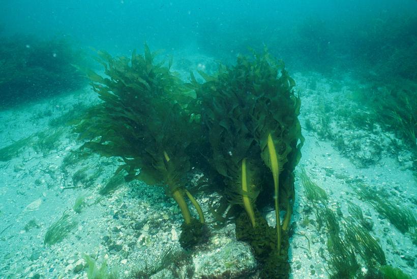 Морские водоросли