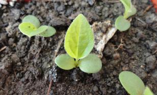 Почему стоит использовать фитоспорин в уходе для рассадой