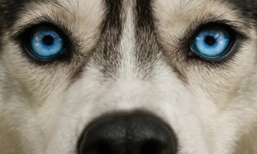 Голубые глаза у собак могут быть связаны с глухотой, предупреждают ветеринары
