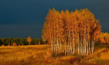 Зона, где птицы теряют мозг, а звери получают бессмертие — парадоксы Рыжего леса