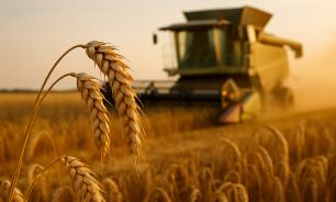 Исследование РАН: Россия укрепит лидерство на мировом рынке продовольствия