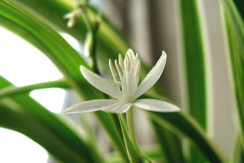 Хлорофитум