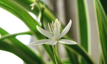 Знаку зодиака Стрелец соответствует растение хлорофитум