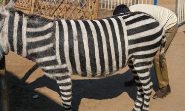 В китайском зоопарке ослов раскрасили под зебр ради привлечения посетителей