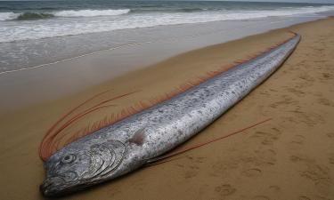 Зловещий гигант глубин: сельдяной король предвещает беду на Филиппинах
