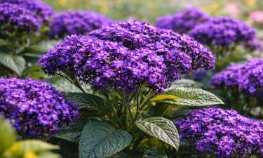 Цветок, который пахнет ванилью: садоводы сносят полки ради растения-ароматизатора