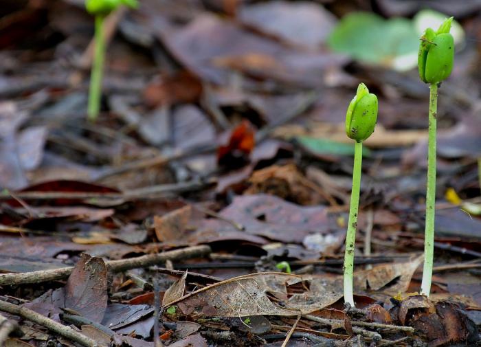 Российские ученые создали прибор для ускорения роста семян