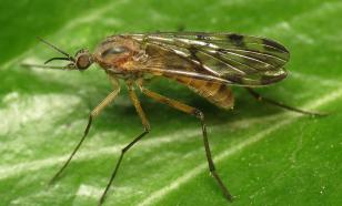 Как крошечная мошка выживает в экстремальных условиях Антарктики