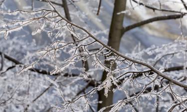 Зимнее солнце вызывает трещины коры у косточковых — Mein schöner Garten