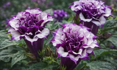 Цветок, который сводит с ума: фиолетовая балерина превращает сад в театр волшебства