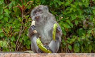 Социальные связи повышают шансы на долголетие макак