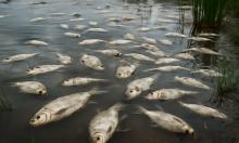 Что убивает рыбу в Нижегородской области: причины массового замора на реке Сундовик