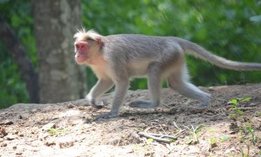 На острове Кайо-Сантьяго 85 лет изучают колонию макак-резусов — CPG