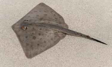 Эта рыба может убить даже мёртвой: один укол и тело парализует за минуты — быстрее змеиного яда