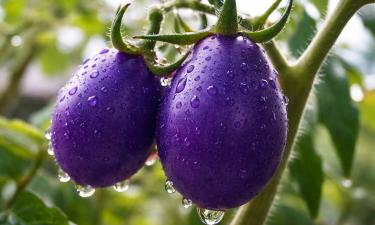 Фиолетовые томаты богаты антоцианами и устойчивы к болезням