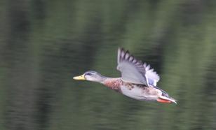ЦРУ показывало Трампу фальшивые фото из Солсбери с отравленными детьми и утками
