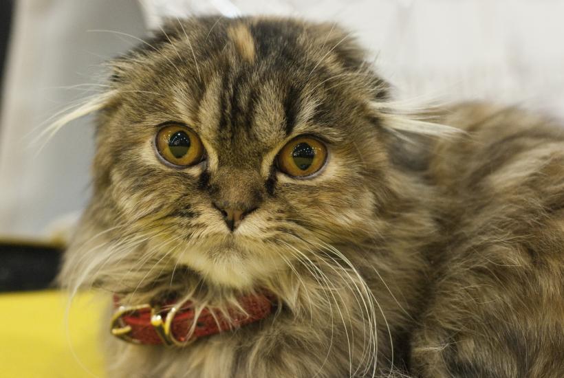 Шотландская вислоухая кошка