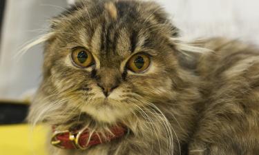 Собака в теле кошки: порода, которая будет встречать хозяина у двери и носить тапочки