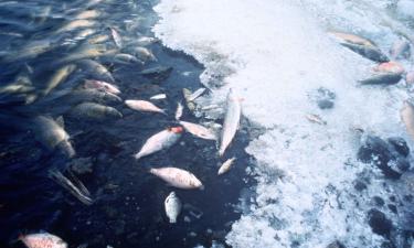 445 млн лет назад климатические изменения уничтожили 85% морских видов