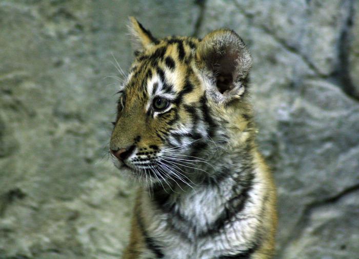 Ученые объяснили происхождение узоров на теле животных